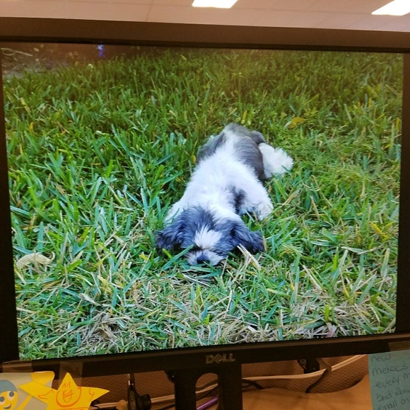 Meet your Posher, Veronica - Picture 1 of 1